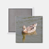 Mallard Duck 3 Magnet (Vorderseite/Rückseite)