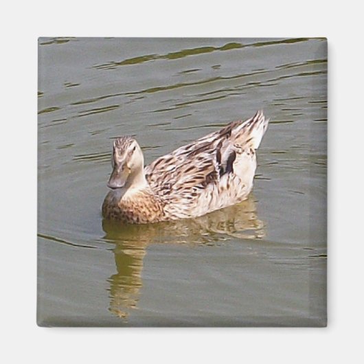 Mallard Duck 3 Magnet (Vorne)