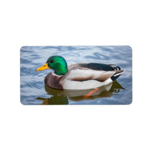 Mallard Duck Adressaufkleber