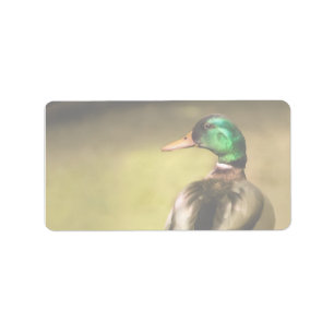 Mallard Duck Adressaufkleber