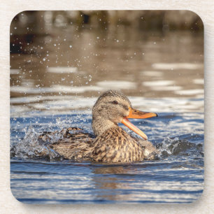 Mallard Duck at Downing Park Getränkeuntersetzer