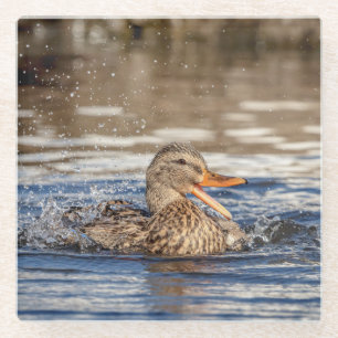 Mallard Duck at Downing Park Glasuntersetzer