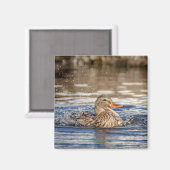 Mallard Duck at Downing Park Magnet (Vorderseite/Rückseite)