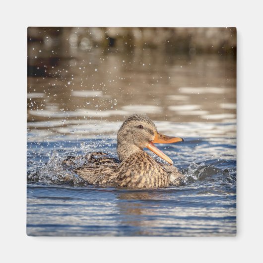 Mallard Duck at Downing Park Magnet (Vorne)