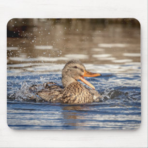 Mallard Duck at Downing Park Mousepad