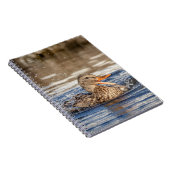 Mallard Duck at Downing Park Notizblock (Rechte Seite)