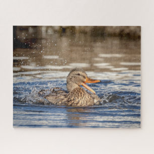 Mallard Duck at Downing Park Puzzle