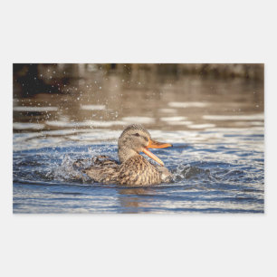 Mallard Duck at Downing Park Rechteckiger Aufkleber