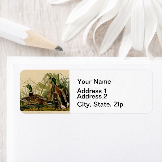 Mallard Duck Audubon Bird Malerei (Insitu)