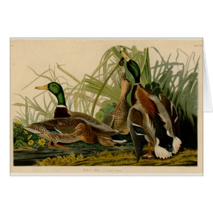 Mallard Duck Audubon Bird Malerei