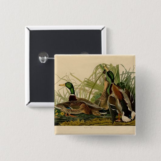 Mallard Duck Audubon Bird Malerei Button (Vorne & Hinten)