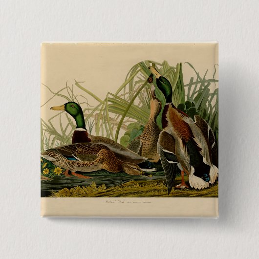 Mallard Duck Audubon Bird Malerei Button (Vorderseite)