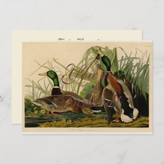 Mallard Duck Audubon Bird Malerei Einladung (Vorne/Hinten)