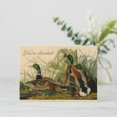 Mallard Duck Audubon Bird Malerei Einladung (Stehend Vorderseite)