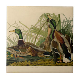 Mallard Duck Audubon Bird Malerei Fliese