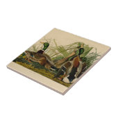 Mallard Duck Audubon Bird Malerei Fliese (Seite)