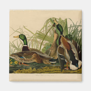 Mallard Duck Audubon Bird Malerei Magnet