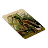 Mallard Duck Audubon Bird Malerei Magnet (Rechte Seite)