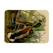Mallard Duck Audubon Bird Malerei Magnet (Horizontal)