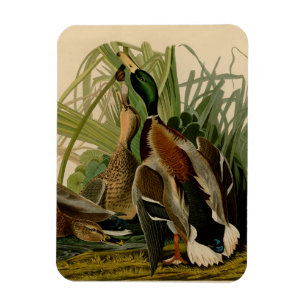 Mallard Duck Audubon Bird Malerei Magnet