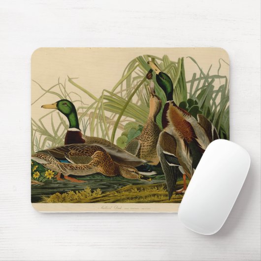 Mallard Duck Audubon Bird Malerei Mousepad (Mit Mouse)
