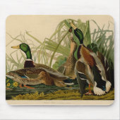 Mallard Duck Audubon Bird Malerei Mousepad (Vorne)