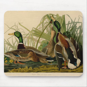 Mallard Duck Audubon Bird Malerei Mousepad
