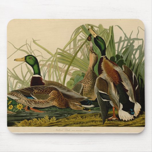 Mallard Duck Audubon Bird Malerei Mousepad (Vorne)