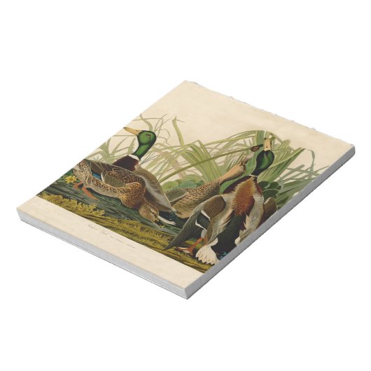 Mallard Duck Audubon Bird Malerei Notizblock (Rotiert)