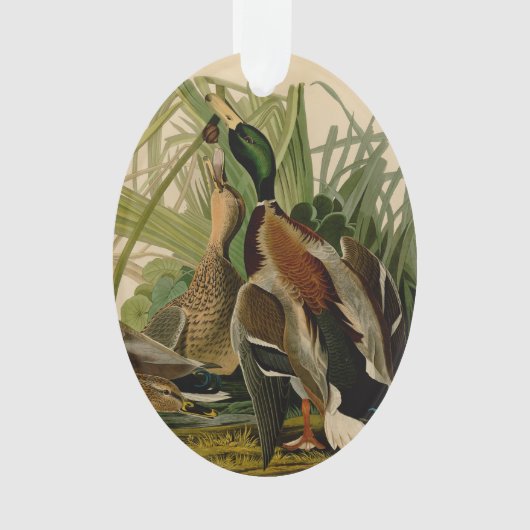 Mallard Duck Audubon Bird Malerei Ornament (Vorderseite)
