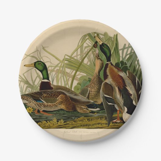 Mallard Duck Audubon Bird Malerei Pappteller (Vorderseite)