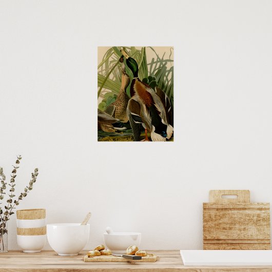 Mallard Duck Audubon Bird Malerei Poster (Küche)