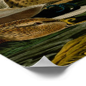 Mallard Duck Audubon Bird Malerei Poster (Ecke)