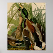 Mallard Duck Audubon Bird Malerei Poster (Vorne)