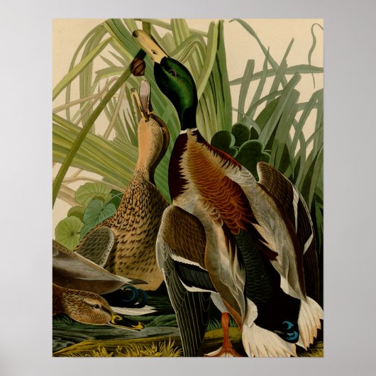 Mallard Duck Audubon Bird Malerei Poster (Vorne)