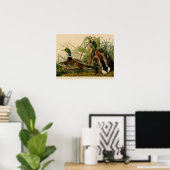 Mallard Duck Audubon Bird Malerei Poster (Heimbüro)