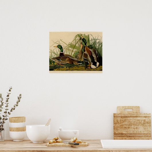 Mallard Duck Audubon Bird Malerei Poster (Küche)