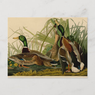 Mallard Duck Audubon Bird Malerei Postkarte