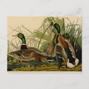 Mallard Duck Audubon Bird Malerei Postkarte