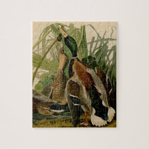 Mallard Duck Audubon Bird Malerei Puzzle