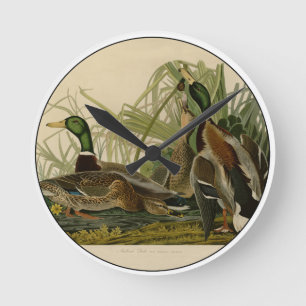 Mallard Duck Audubon Bird Malerei Runde Wanduhr