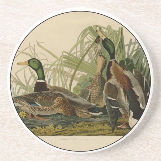 Mallard Duck Audubon Bird Malerei Sandstein Untersetzer (Vorne)