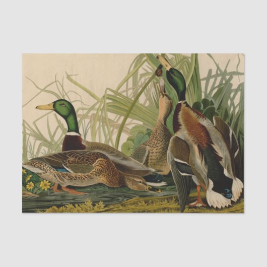 Mallard Duck Audubon Bird Malerei Seidenpapier (Vorderseite)