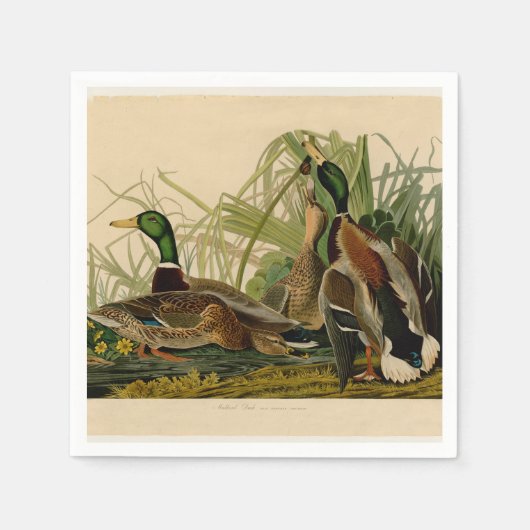 Mallard Duck Audubon Bird Malerei Serviette (Vorderseite)