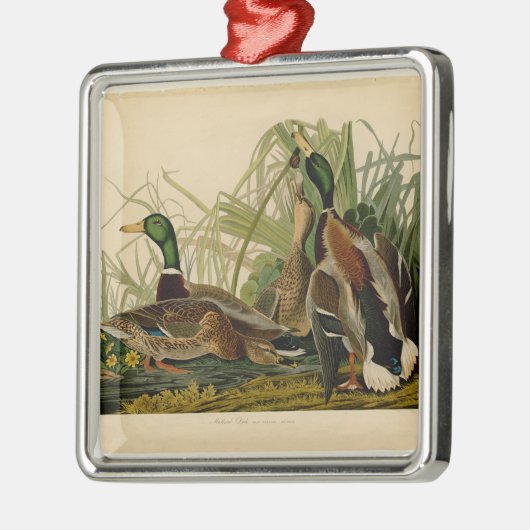 Mallard Duck Audubon Bird Malerei Silbernes Ornament (Links)