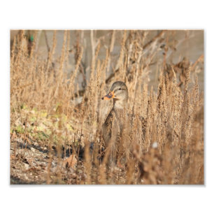 Mallard-Duck bei der Schilfröte Fotodruck