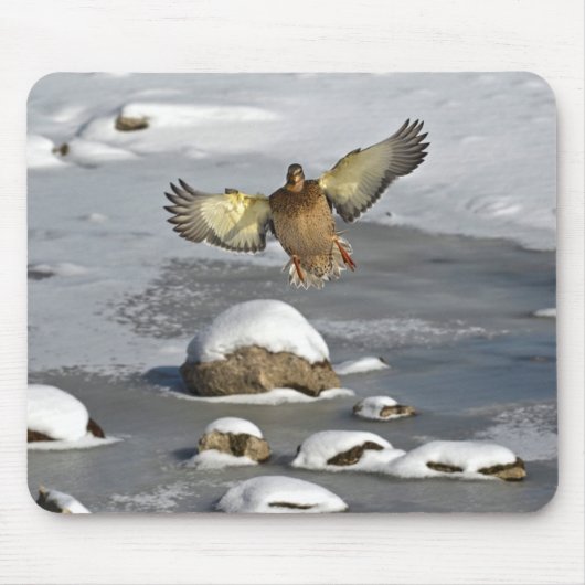 Mallard Duck Birdlover Wildlife Foto Mousepad (Vorne)