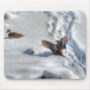 Mallard Duck Birdlover Wildlife Foto Mousepad