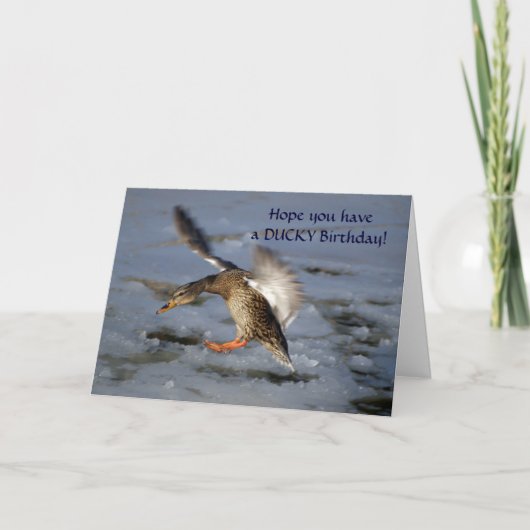 Mallard Duck Birthday Card Karte (Vorderseite)