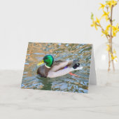 Mallard Duck. Bute Park, Cardiff, Wales Karte (Gelbe Blume)